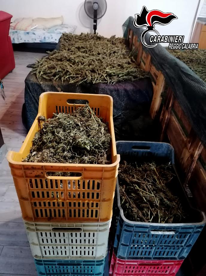 marijuana rosarno1
