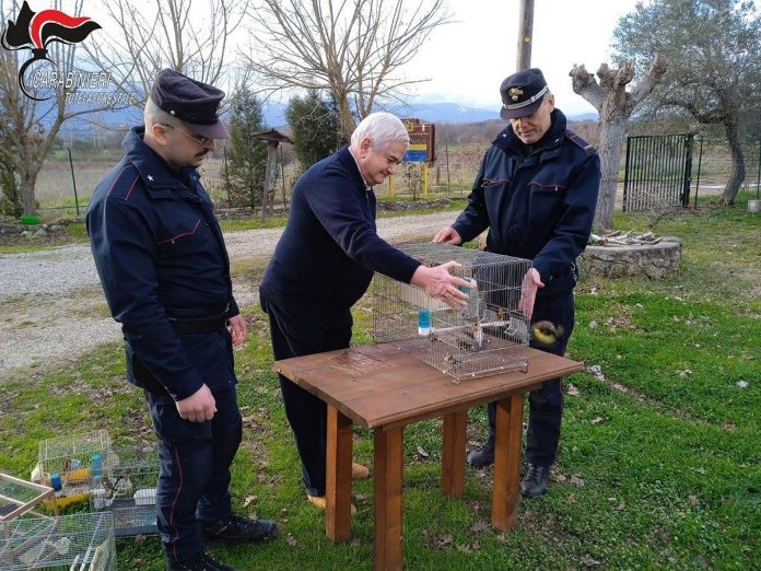 controllo avifauna cc 2