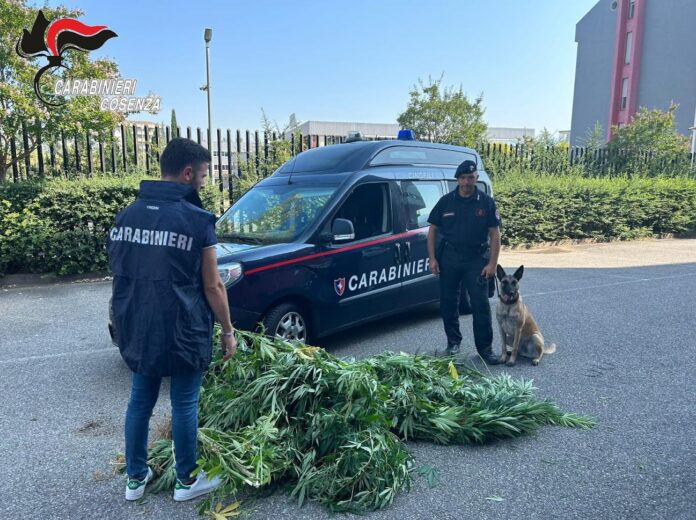 droga in giardino arresto bisignano