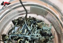 Sorpreso con oltre cento funghi allucinogeni, arrestato
