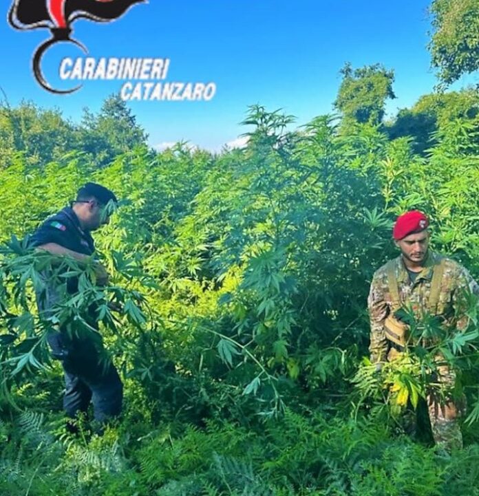 carabinieri catanzaro piantagione marijuana_nd3