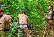 Scoperta piantagione di marijuana per un valore di oltre 2 milioni di euro