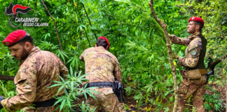 Scoperta piantagione di marijuana per un valore di oltre 2 milioni di euro