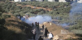 ONU: Attacchi dei coloni israeliani a raccolta olive sono azioni per spostare ed espropriare
