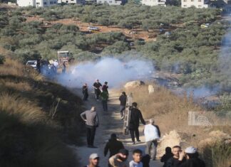ONU: Attacchi dei coloni israeliani a raccolta olive sono azioni per spostare ed espropriare