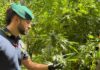 La Finanza scopre e sequestra nel reggino oltre 4.500 di piante di marijuana