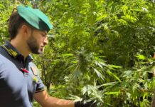 La Finanza scopre e sequestra nel reggino oltre 4.500 di piante di marijuana