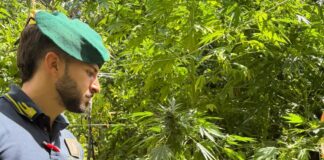 La Finanza scopre e sequestra nel reggino oltre 4.500 di piante di marijuana