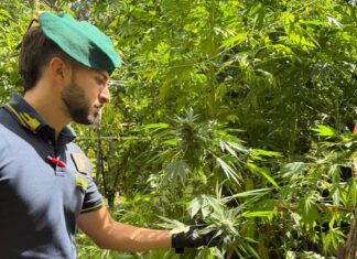 La Finanza scopre e sequestra nel reggino oltre 4.500 di piante di marijuana